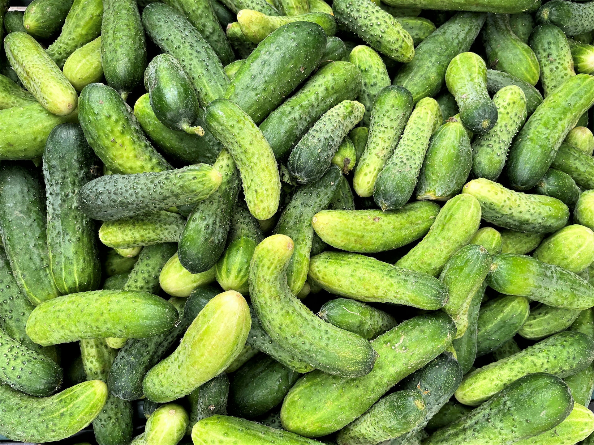 Is A Cucumber A Fruit Or Vegetable Explained Simply is-a-cucumber-a-fruit-or-vegetable-explained-simply
