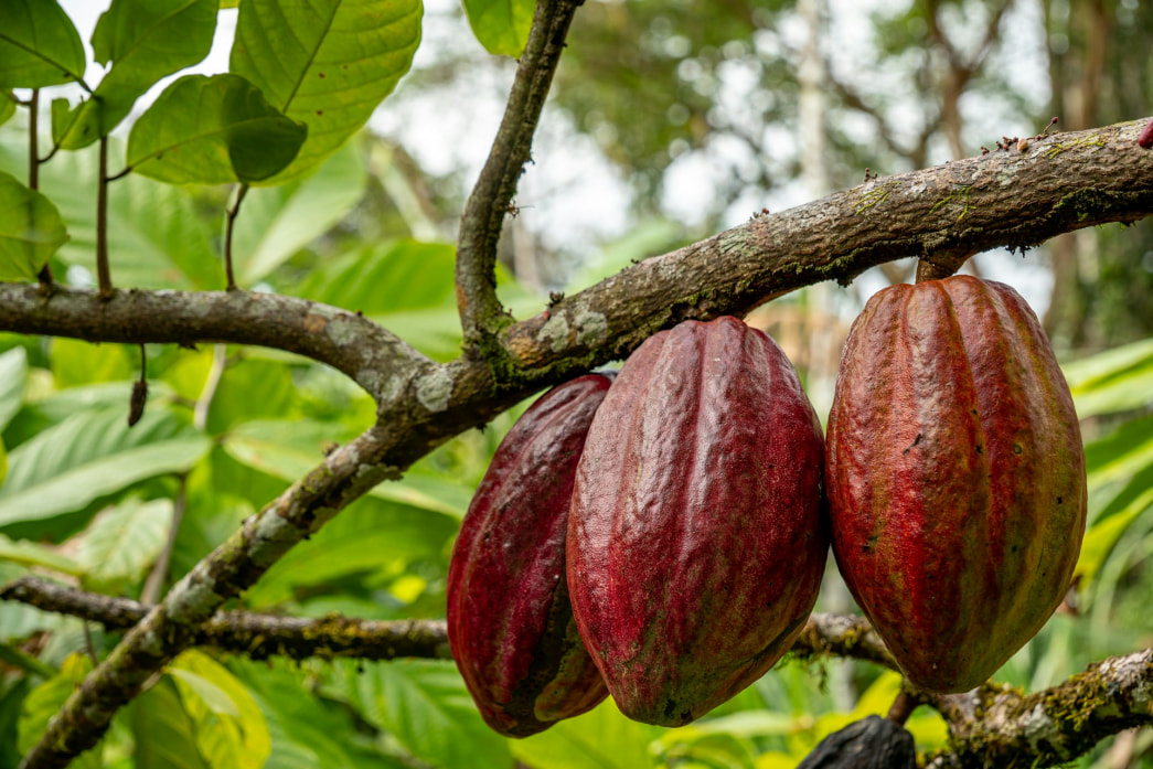 Chocolate Introduction Chocolate Making Process: From Bean to Bar